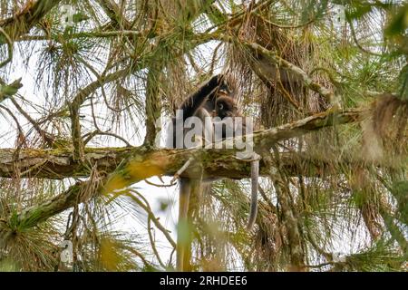 Eine Familie von Dusky Leaf Affen oder Brillenlangur (Trachypithecus obscurus) mit Babyaffen, die im tropischen Regenwald auf dem Baum sitzen. Fraser's H Stockfoto