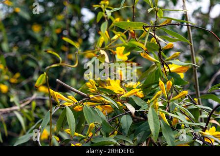 Gelber Jasmin (Gelsemium sempervirens) bedeckt einen Maschendrahtzaun, der im Februar in Alabama blüht. Stockfoto