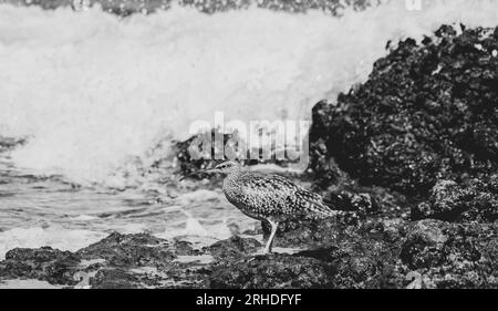 Watvögel in Fuerteventura Spanien, eurasischer Whimbrel, Numenius phaeopus, Zarapito trinador, Braunfedern und Abwärtsschnabel Stockfoto