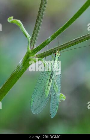 Chrysope verte sur une ombellifère Stockfoto