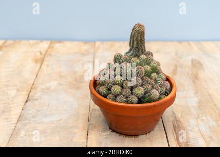 Echinocereus pectinatus schöner Kaktus im Tontopf Stockfoto