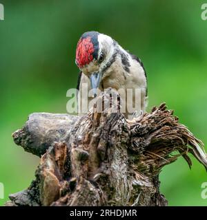 Großer Spechte Dendrocopos Major, Männchen dieses großen Vogels sitzt auf Baumstumpf, rote Federn, grüner diffuser Hintergrund, wilde Naturszene Stockfoto