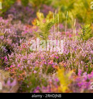 Purple Heather in New Forest Heathland, Hampshire, England, August Stockfoto