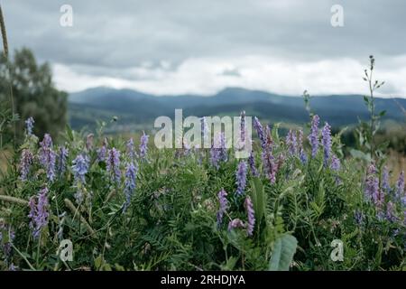 Hohe bunte Wildblumen vor dem Blick auf die Bergkette im Banff National Park Canada Stockfoto