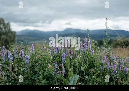 Hohe bunte Wildblumen vor dem Blick auf die Bergkette im Banff National Park Canada Stockfoto