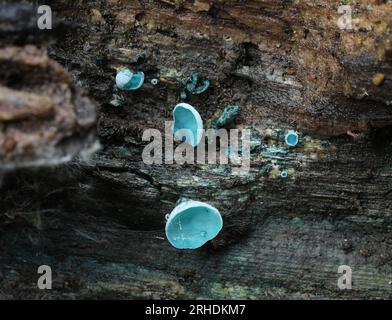 Green Elf Cup - Chlorociboria aeruginascens Stockfoto