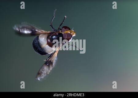 Waldschwebfliege, Gemeine Waldschwebfliege, Wald-Schwebfliege, Gemeine Hummel-Schwebfliege, Weißbindige Hummelschwebfliege, Weißgebänderte Schwebflieg Stockfoto