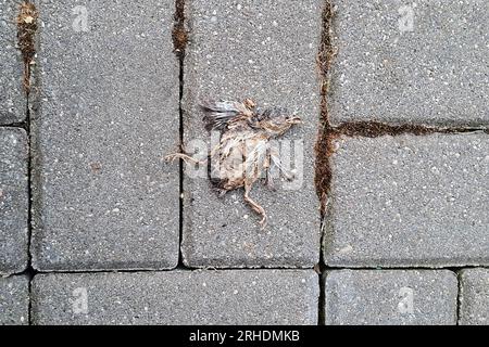 Baby-Vogel, der nie fliegen wird. Sehr junges Mädchen, aus dem Nest gefallen. Tot auf dem Bürgersteig. Stockfoto