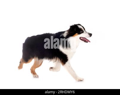 Miniatur American Shepherd vor weißem Hintergrund Stockfoto