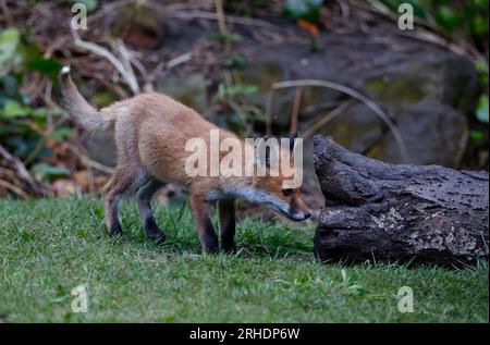 Fox Cubs spielen im Garten Stockfoto