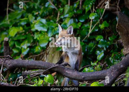 Fox Cubs spielen im Garten Stockfoto