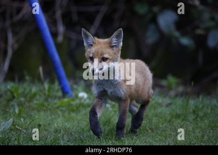 Fox Cubs spielen im Garten Stockfoto