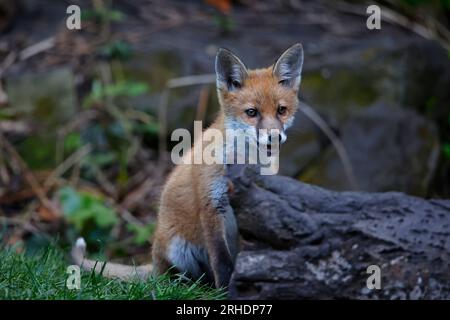 Fox Cubs spielen im Garten Stockfoto