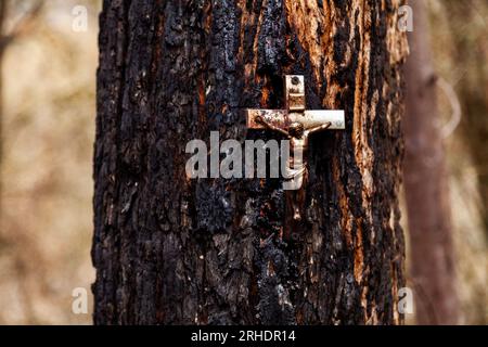 Crash-Markierung am Straßenrand eines Kruzifix auf dem Stamm eines Baumes, der durch Buschfeuer an der Putty Road in NSW Australien schwarz verbrannt wurde Stockfoto