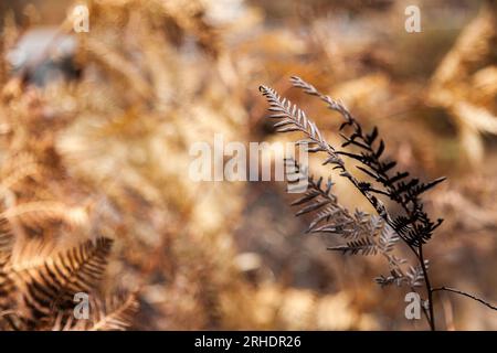 Braunes und verkohltes Farnwedel nach Buschfeuer im Hunter Valley NSW Australien Stockfoto