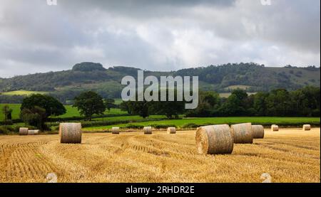 Heuballen in der Nähe von East Chiltingham unter dem Süden östlich von Sussex Stockfoto