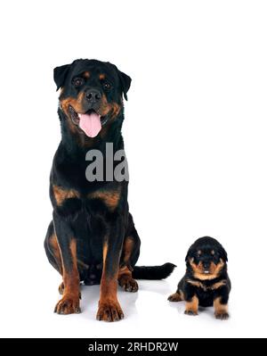 Reinrassige Rottweiler vor weißem Hintergrund Stockfoto