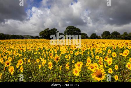 Die Felder der Sonnenblumen am Fuße der südlichen Tiefen östlich von Chiltington im Osten von Sussex im Südosten Englands Stockfoto