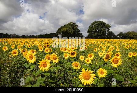Die Felder der Sonnenblumen am Fuße der südlichen Tiefen östlich von Chiltington im Osten von Sussex im Südosten Englands Stockfoto