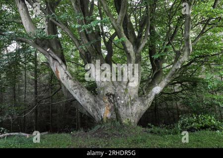 Old Beech Tree (Fagus sylvatica), North Pennines, Teesdale, County Durham, Großbritannien Stockfoto