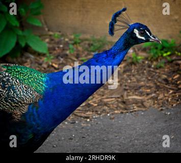 Blaues Pfauen Calgary Zoo Alberta Stockfoto