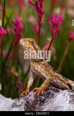 Australische bärtige Dracheneidechse sitzt auf Baumstämmen im heimischen Garten Stockfoto