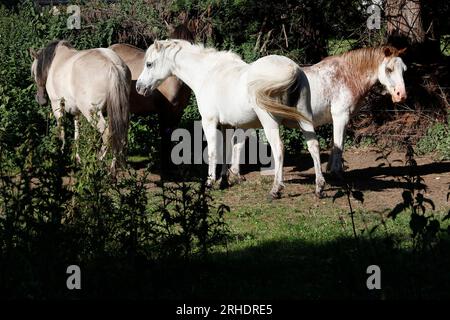 Welsh Cob Poniies Conservation Grazing, Acle, Norfolk, England, Vereinigtes Königreich Stockfoto