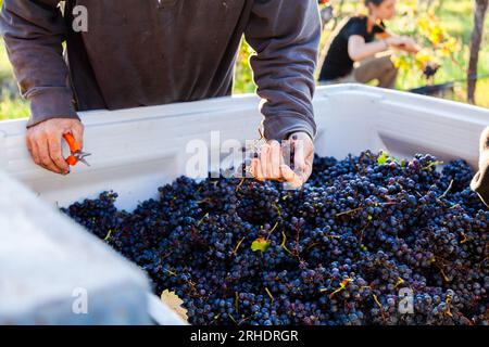 Traubenkiste fast gefüllt mit der Ernte dunkler Rotweintrauben im Weinberg Stockfoto