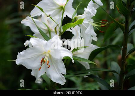 lilium Blanc Casablanca (jardin du ruisseau de l'église 2023) Stockfoto