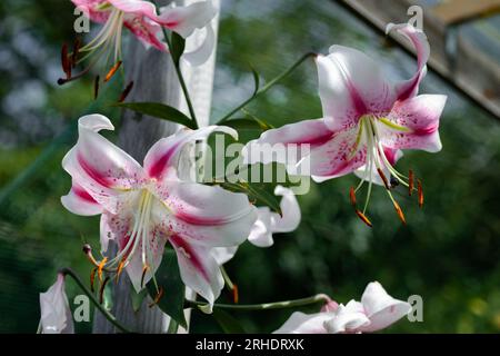 lilium Rose Anastasia (jardin du ruisseau de l'église 2023) Stockfoto