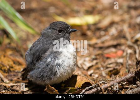 Stewart Island Robin - Petroica australis - auf dem Boden ruhen, in einer sonnigen Lichtung auf dem Waldboden, baden in der warmen Sonne.Stewart Island Neu Stockfoto