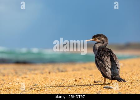 Ein einsamer gefleckter Shag - Stictocarbo punctatus - steht an einem Kiesstrand mit Blick auf das Meer, an einem neuseeländischen Strand. Stockfoto