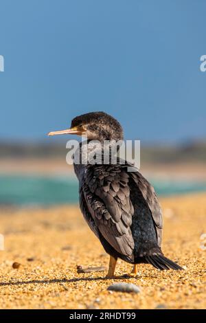 Ein einsamer gefleckter Shag - Stictocarbo punctatus - steht an einem Kiesstrand mit Blick auf das Meer, an einem neuseeländischen Strand. Stockfoto