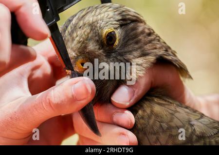 Ein kea - Nestor notabilis - dessen Messungen im Rahmen eines Forschungsprojekts zur kea-Erhaltung durchgeführt werden. Stockfoto