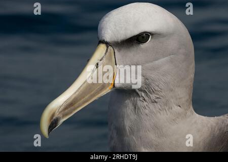 Ein Nahaufnahme-Kopfporträt, das die schönen und markanten Gesichtsmarkierungen des Salvin-Albatros zeigt - Thalassarche salvini. Neuseeland. Stockfoto