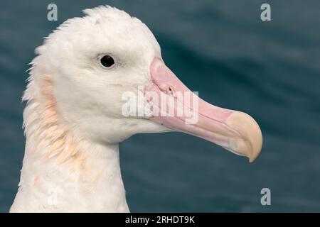 Ein closeCup-Porträt, das die wunderschönen Markierungen und den großen rosa Schnabel des umherziehenden Albatros zeigt - Diomedea exulans. Neuseeland Stockfoto