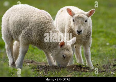 Zwei junge Lämmer, eines weidet. Stockfoto