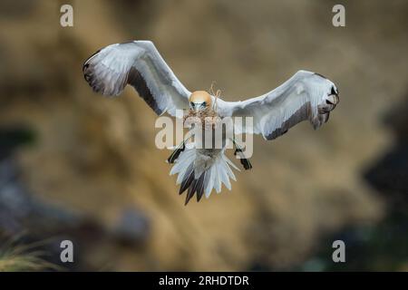 Australasian Gannet - Morus Serrator - kommt mit einem Schnabel voller Nistmaterial auf die Klippen von Muriwai in Neuseeland. Stockfoto