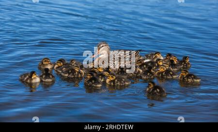 Eine Stockente - Anas platyrhynchos - auf einem See umgeben von dreißig Enten. Neuseeland Stockfoto