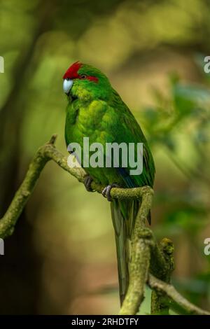 Neuer ZealandÕs Rotgekrönter Sittich - Cyanoramphus novaezelandiae - auf einem Ast, gefangen in herrlichem, entschärften Sonnenlicht, gefiltert durch das Baldachin. Stockfoto