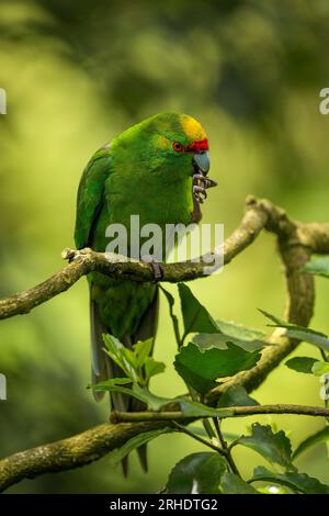 Gelbgekrönter Sittich - Cyanoramphus auriceps - hält Nahrung in seinen Krallen, um das Essen zu erleichtern, während er auf einem Ast in entschlossenem Sonnenlicht thront. Stockfoto