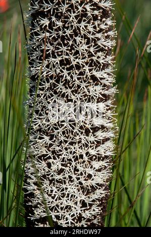Sydney Australia, close-up of an australian native grasstree flower spike Stockfoto