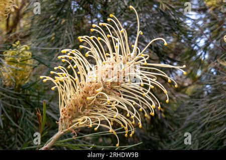 Sydney Australien, einheimische australische grevillea mit blass gelbe Blume Stockfoto