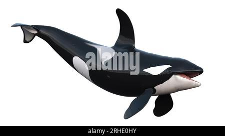 3D-Darstellung von isolierten Orcas auf weißem Hintergrund. Abbildung eines Killerwals in 8 km Entfernung. Der Orca (Orcinus Orca), auch Killerwal genannt Stockfoto