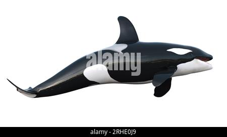 3D-Darstellung von isolierten Orcas auf weißem Hintergrund. Abbildung eines Killerwals in 8 km Entfernung. Der Orca (Orcinus Orca), auch Killerwal genannt Stockfoto