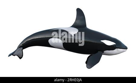 3D-Darstellung von isolierten Orcas auf weißem Hintergrund. Abbildung eines Killerwals in 8 km Entfernung. Der Orca (Orcinus Orca), auch Killerwal genannt Stockfoto