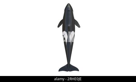 3D-Darstellung von isolierten Orcas auf weißem Hintergrund. Abbildung eines Killerwals in 8 km Entfernung. Der Orca (Orcinus Orca), auch Killerwal genannt Stockfoto