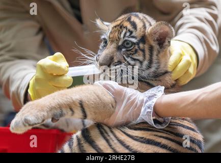 16. August 2023, Hessen, Frankfurt/Main: Im Frankfurter Zoo werden erstmals zwei kleine Sumatra-Tiger der Öffentlichkeit vorgestellt. Gleichzeitig wird einer der Jungen wieder tierärztlich versorgt. Die Tiere, die in freier Wildbahn äußerst selten sind, wurden im Juni geboren und sind nun geimpft und bei einer Medienveranstaltung gewogen worden. Foto: Boris Roessler/dpa Stockfoto