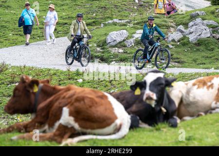 16. August 2023, Bayern, Aschau im Chiemgau: Joachim Herrmann, (l, CSU) Staatsminister für Inneres, Sport und Integration, und Klaus Stöttner, MDL und erster Vorsitzender des Bayerischen Kuratoriums für Alpensicherheit e. V. Ritten Sie auf dem Kampenwand an einer Kuhherde vorbei. Herrmann erfuhr über die Kampenwand folgende Themen: alpenunfallstatistik, "sicheres Mountainbiking" und "Sicherheitsausrüstung für Via Ferra". Es gab auch eine Demonstration eines Bergrettungsdienstes mit einem Helikopter, der für den Betrieb auf dem Bayerischen Berg unverzichtbar ist Stockfoto