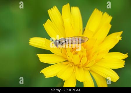 Natürliche Nahaufnahme einer kleinen variablen Dämmerungsfliege, Melanostoma mellinum in einem gelben Falken Stockfoto